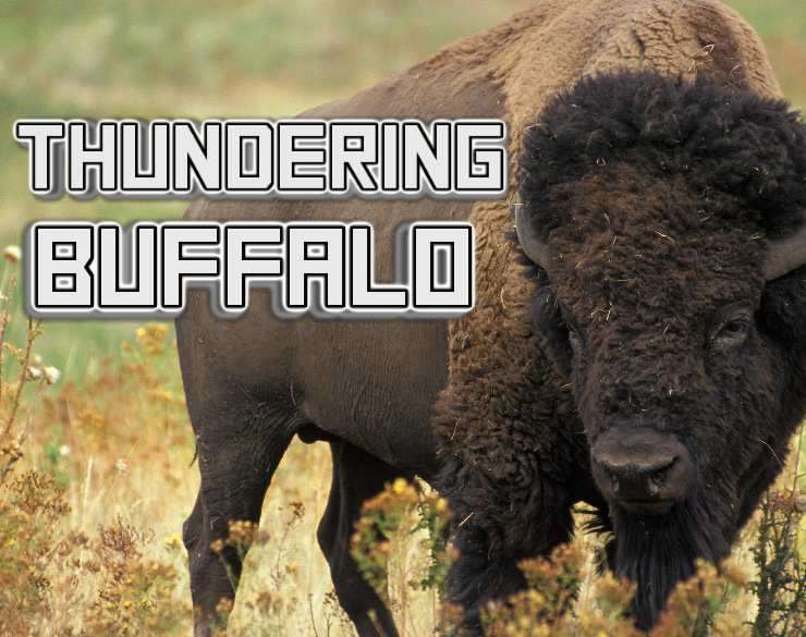 Thundering Buffalo