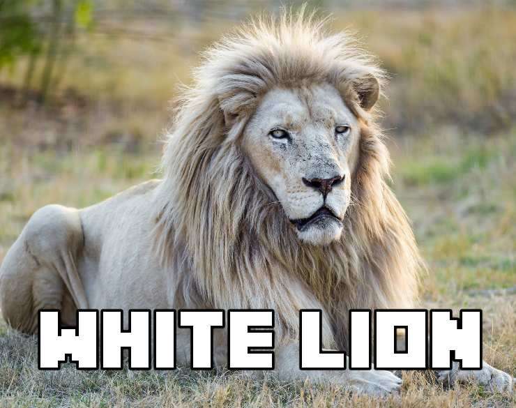 White Lion