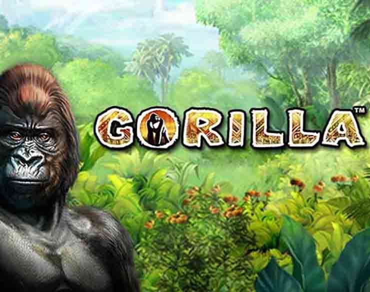 Gorilla