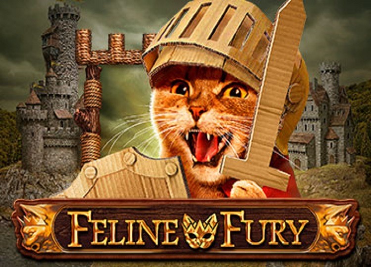Feline Fury
