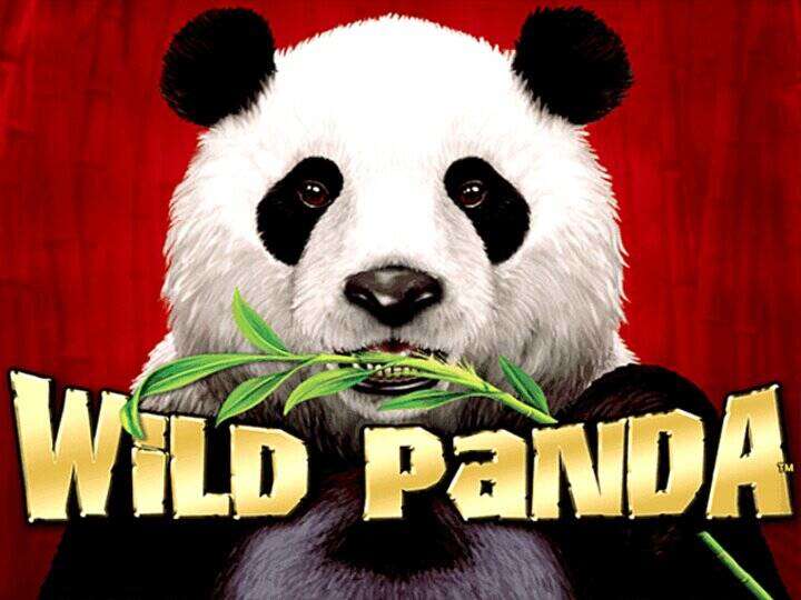 Wild Panda