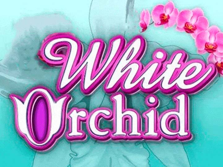 White Orchid