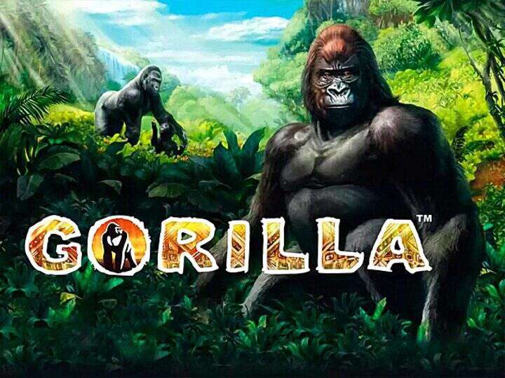 Gorilla