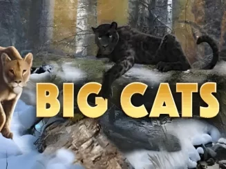 Big Cats