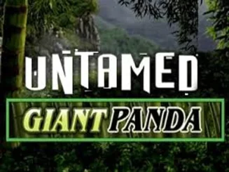 Untamed Giant Panda