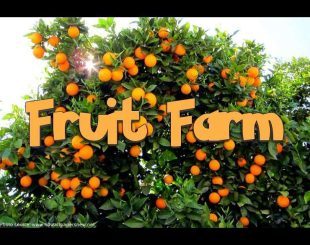 Fruit Farm