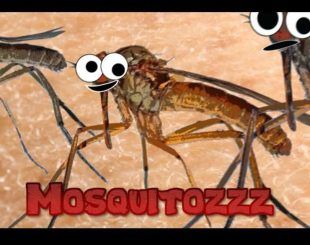 Mosquitozzz