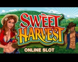 Sweet Harvest