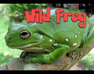 Wild Frog