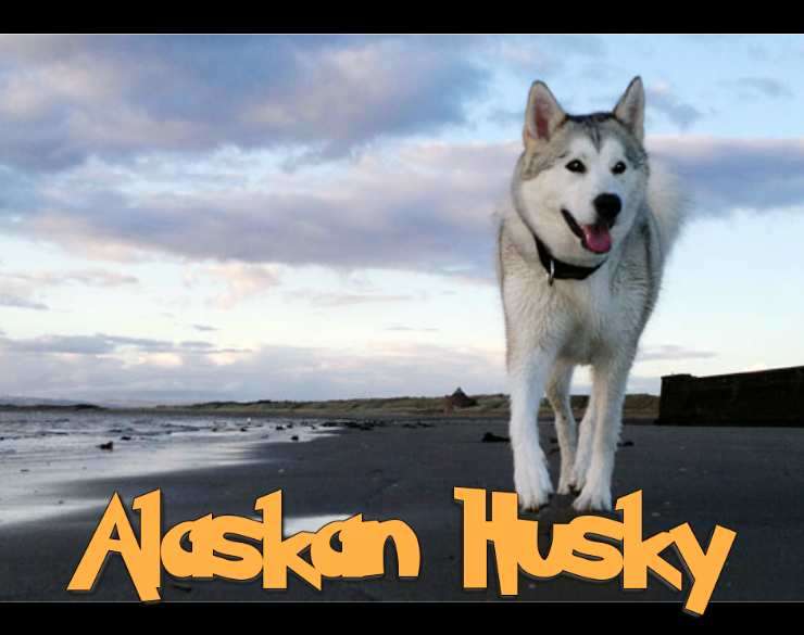 Alaskan Husky