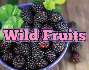 Wild Fruits