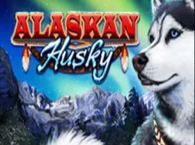Alaskan Husky