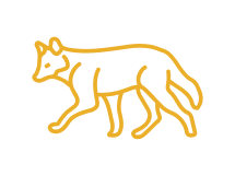Coyote Slots